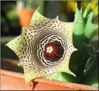 Huernia lavrani